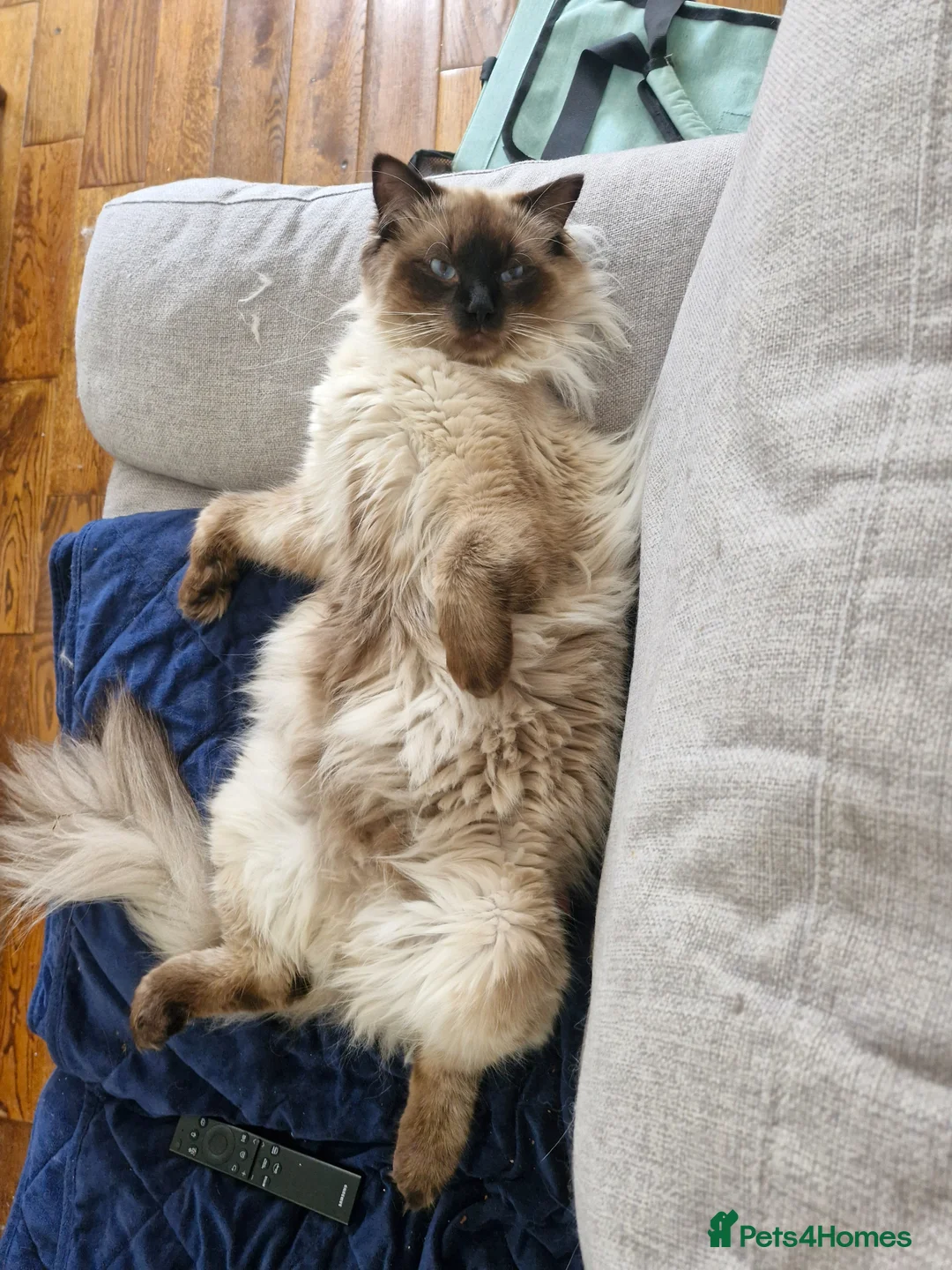Ragdoll cats for sale:  🏡 Ready to Leave Immediately 🩵 - Advert 11