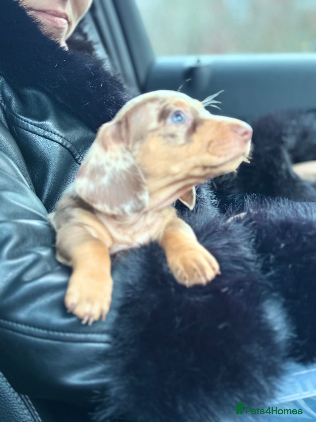 Miniature Dachshund dogs for sale: Mini Dachshunds  - Advert 27