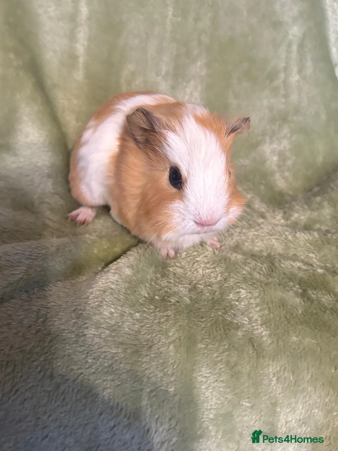 Guinea Pig rodents for sale: 2 Gorgeous male baby guinea pigs very tame - Advert 2