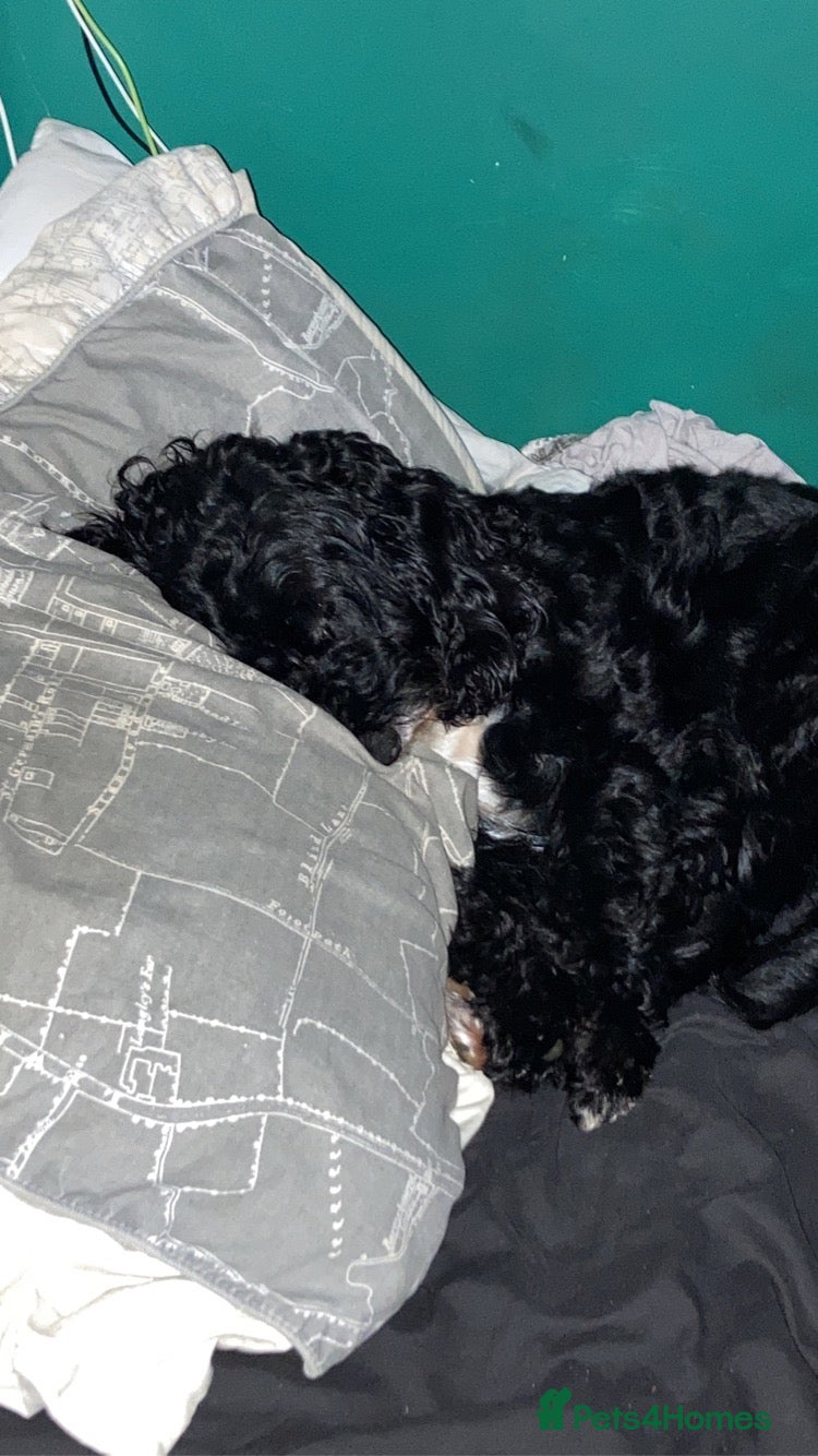 Mixed Breed dogs for sale: Alex 8 year old Cockapoo  - Advert 5