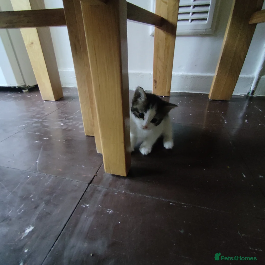Mixed Breed cats for sale: Male Kitten – 4 Weeks Old (Not Ready Yet) - Advert 2