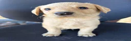 Labrador Retriever dogs for sale: Labrador puppies ready to go in a week - Advert 20