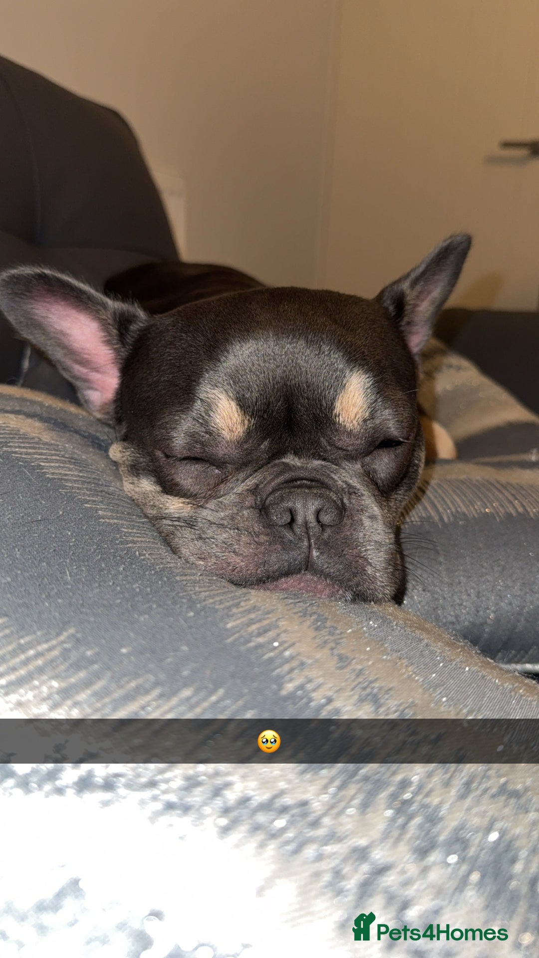 French Bulldog dogs for sale: french bulldog - Advert 3