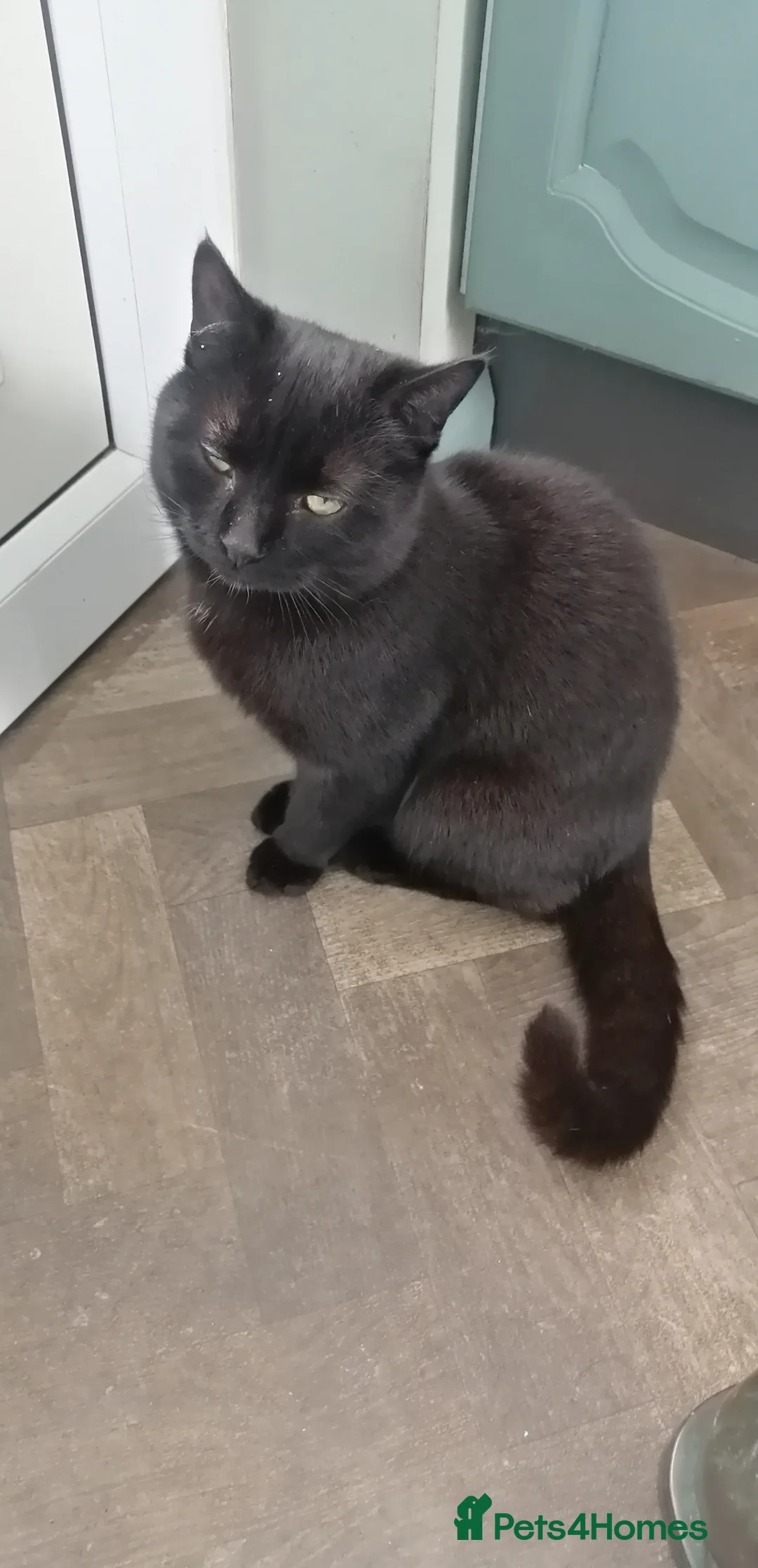 British Shorthair cats for sale: Adorable kitten seeking forever home  - Advert 5