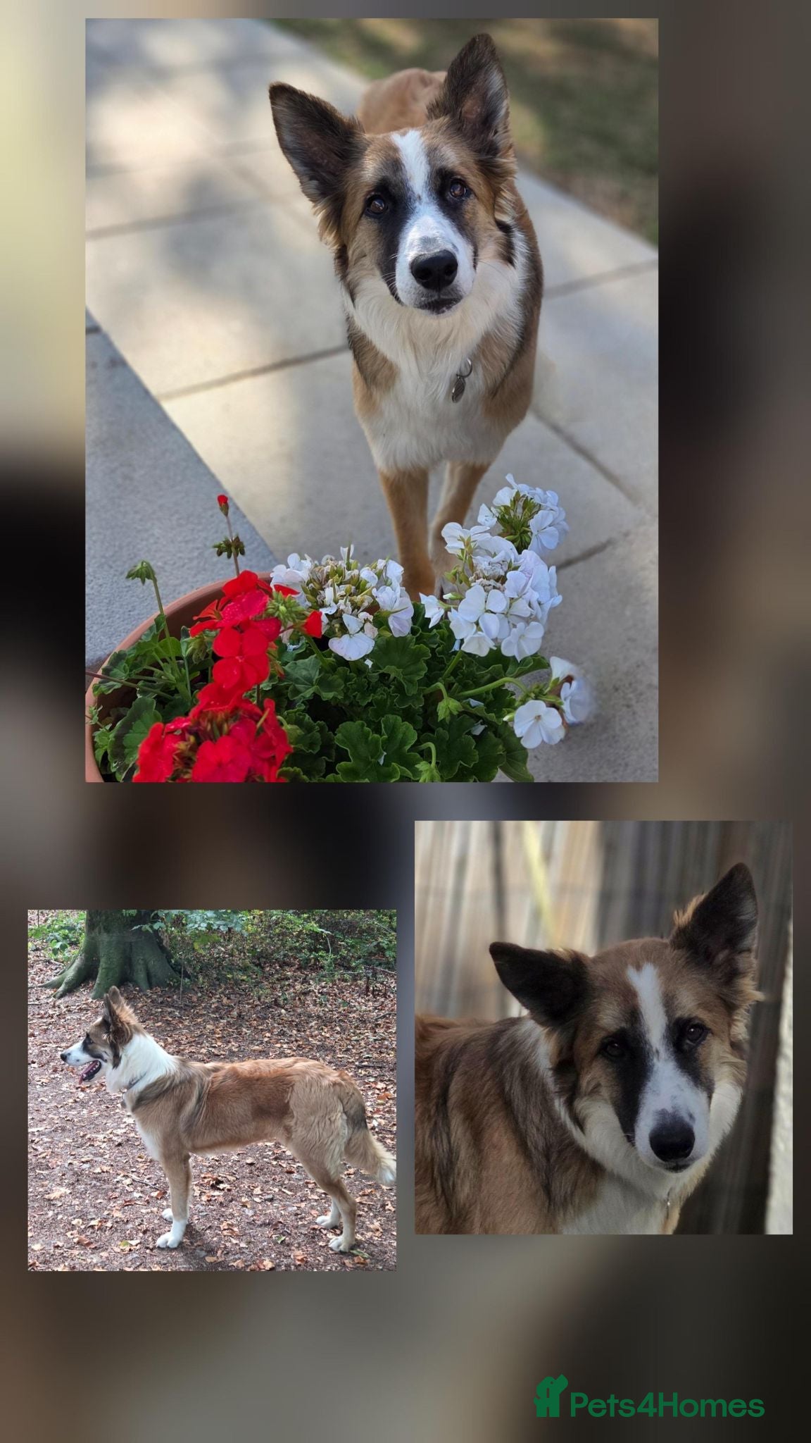 Border Collie dogs From a Very Nervous Stray to a Wonderful Young Dog - Advert 2
