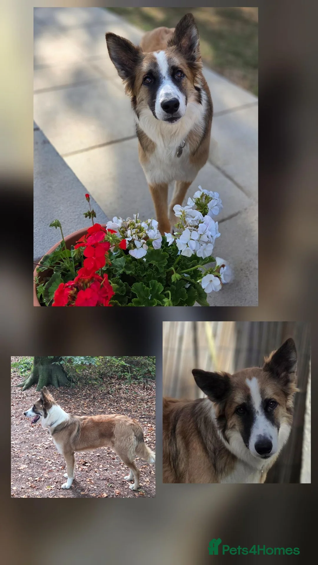 Border Collie dogs for adoption: From a Very Nervous Stray to a Wonderful Young Dog in Stroud - Advert 2