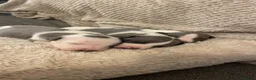 Whippet dogs for sale: ⭐️⭐️beautiful whippet pups ⭐️⭐️ in Pencader - Advert 7
