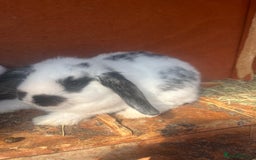 Mini Lop rabbits for sale: Mini lop baby bunnies  - Image 2