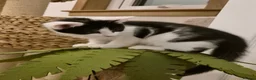 Mixed Breed cats for sale: Unique Black and White "Frosted" Bicolor kittens - Advert 7