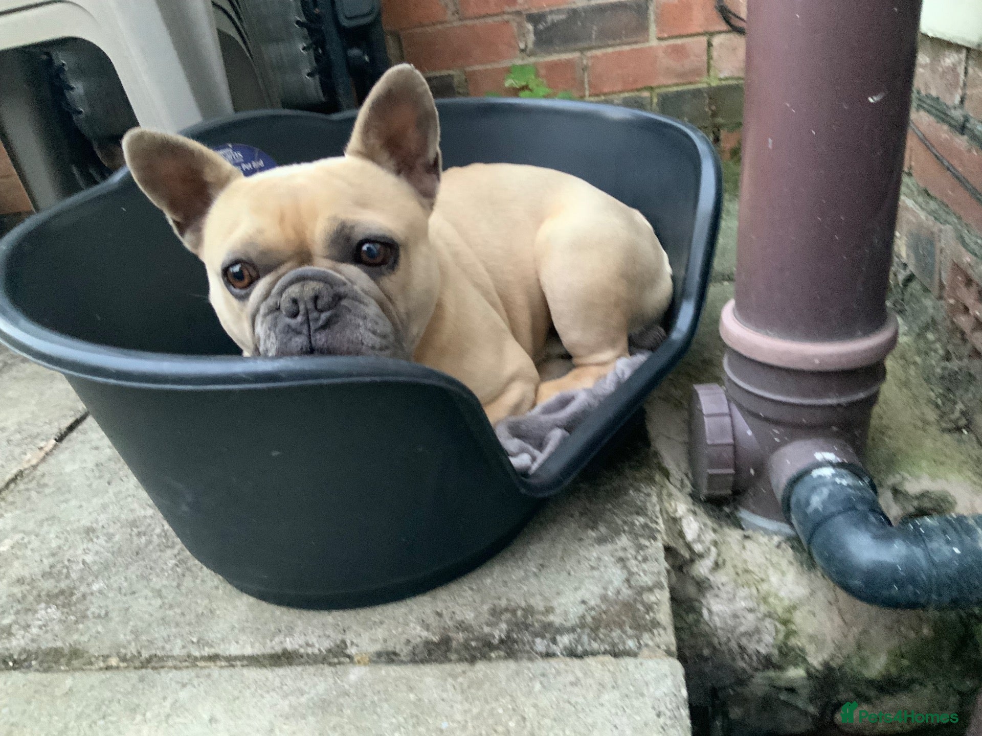 French Bulldog dogs Carlo - Advert 3