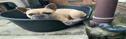 French Bulldog dogs for sale: Carlo in Widnes - Advert 1