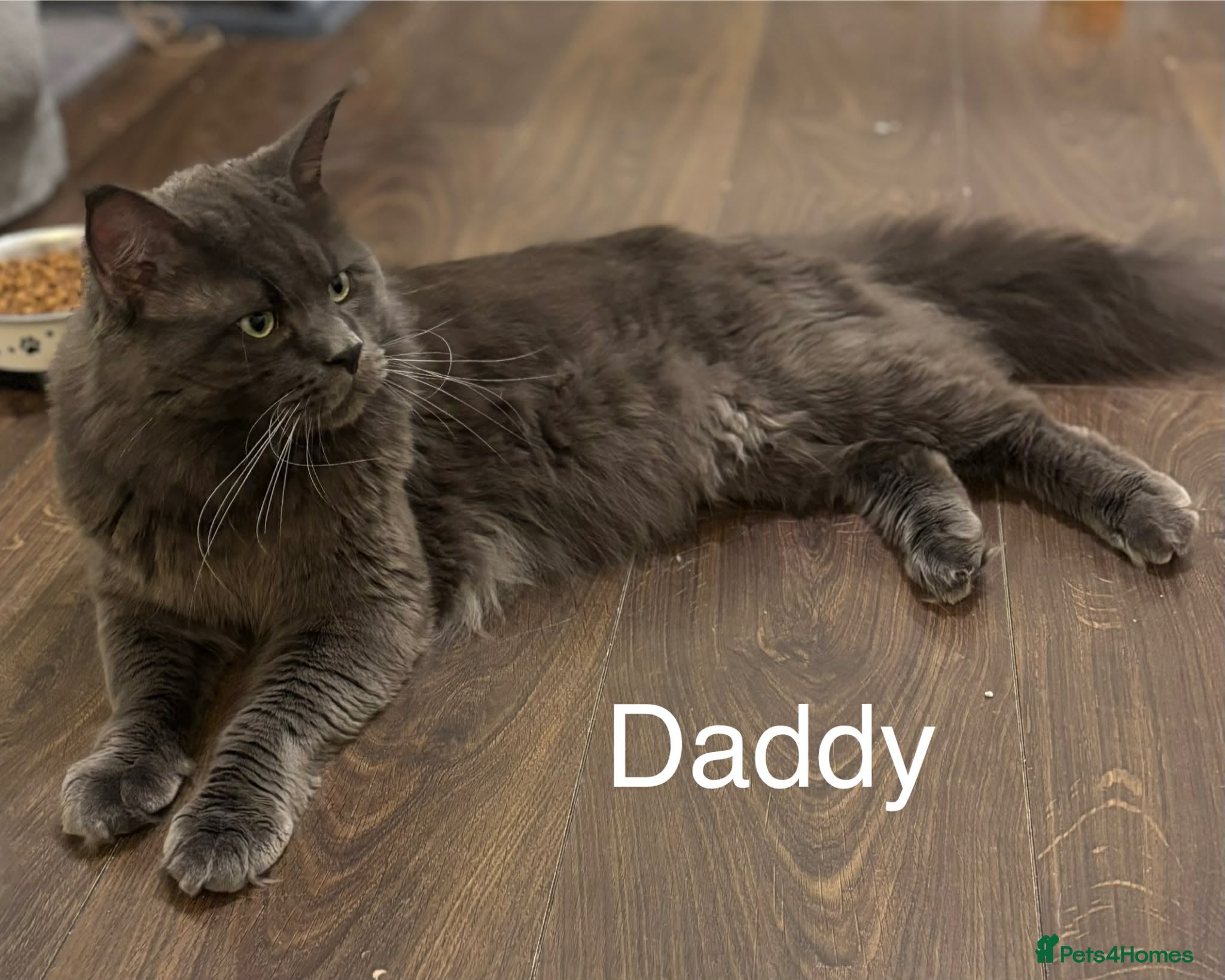 Maine Coon cats Maine coon kittens - Advert 2