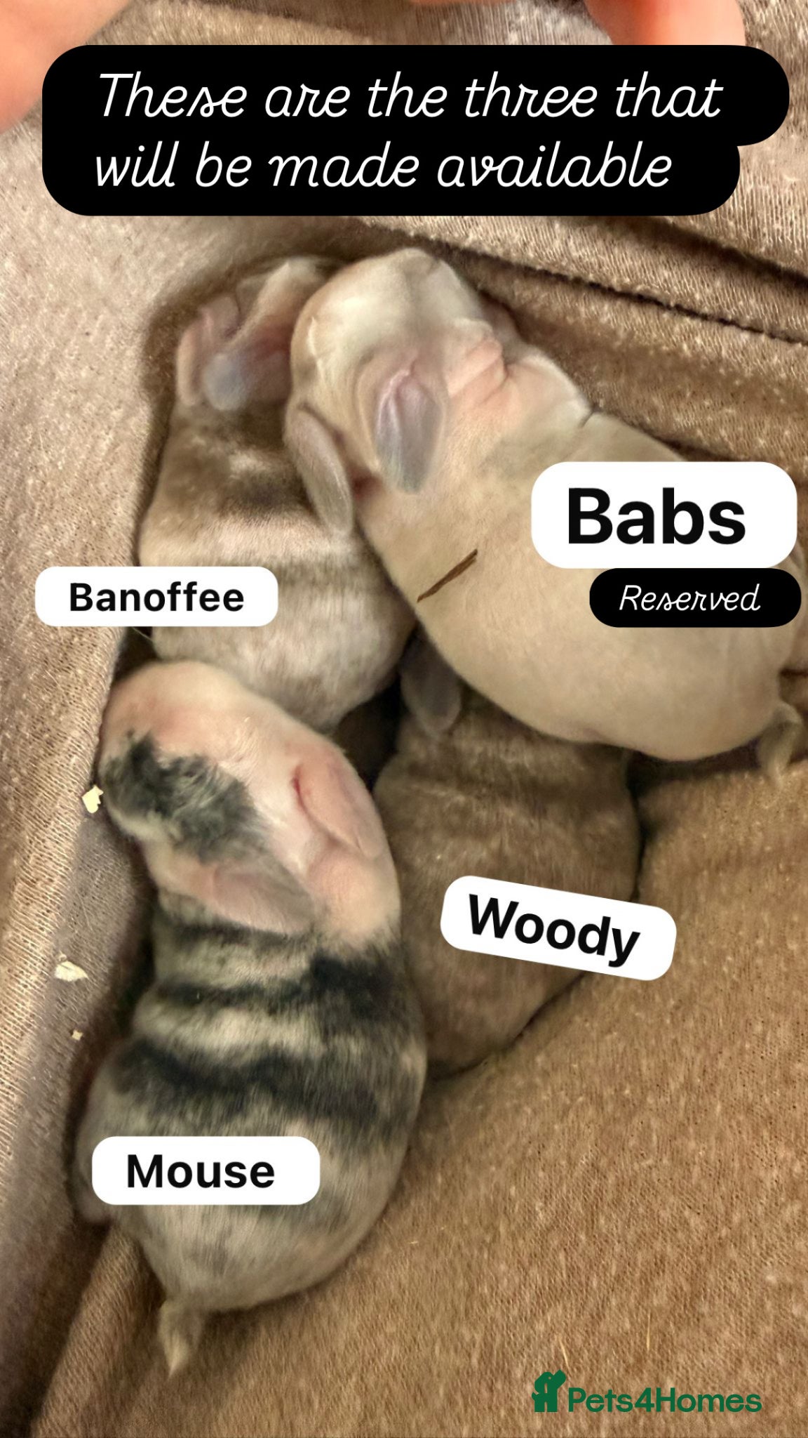 Mini Lop rabbits Please meet our gorgeous mini lops  - Advert 2