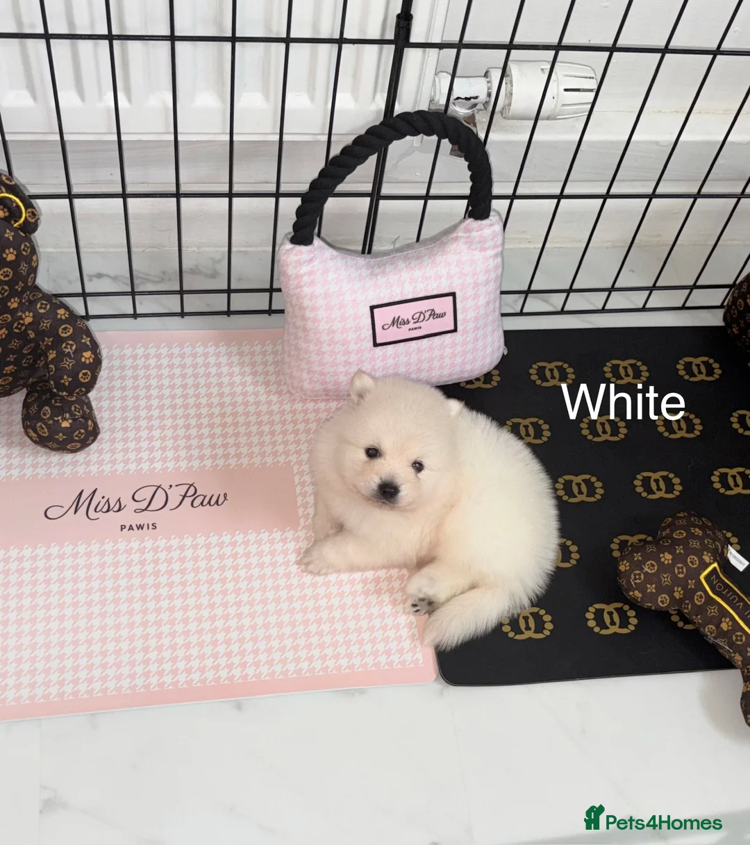 Japanese Spitz dogs for sale: Beautiful Japanese spitz puppy’s  - Advert 6