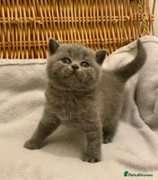 British Shorthair cats - Advert 27