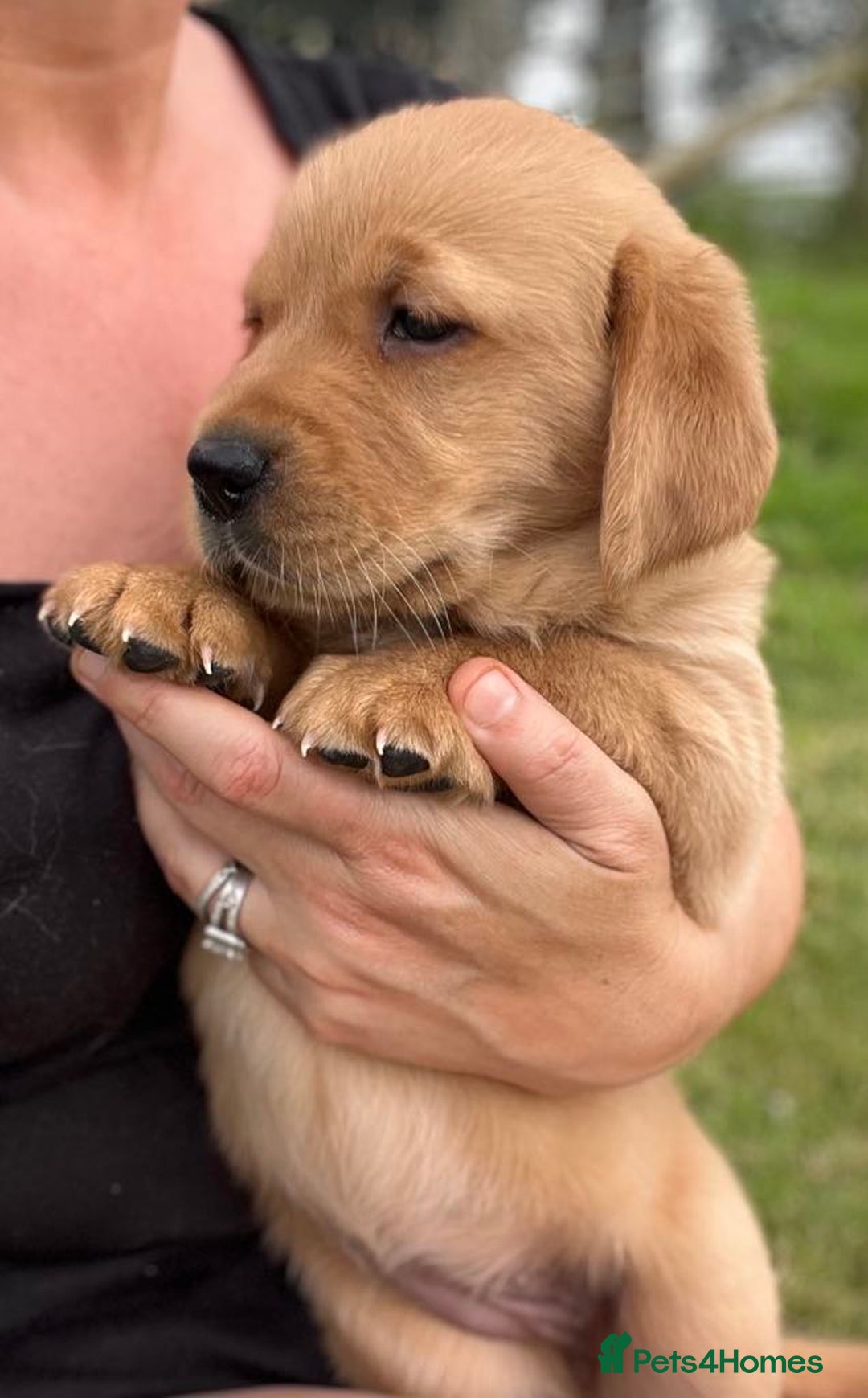 Goldador dogs for sale: Beautiful Chunky Goldador Puppies - Image 8