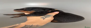 Rottweiler 9
