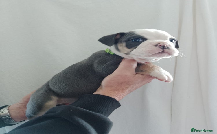 Olde English Bulldogge dogs - Advert 8