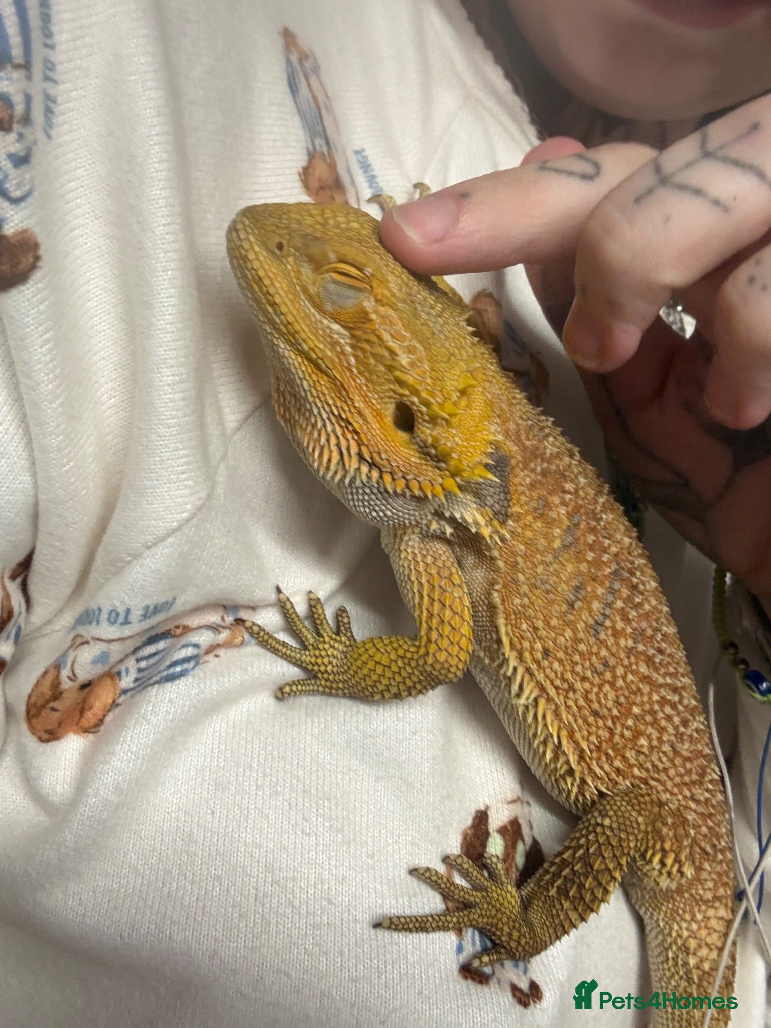 Bearded Dragon reptiles Leoni & Lenard the bearded dragons  - Advert 2