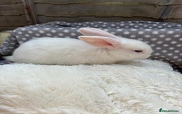 Havana rabbits for sale: 5 little bunnies for sale!! - Image 6