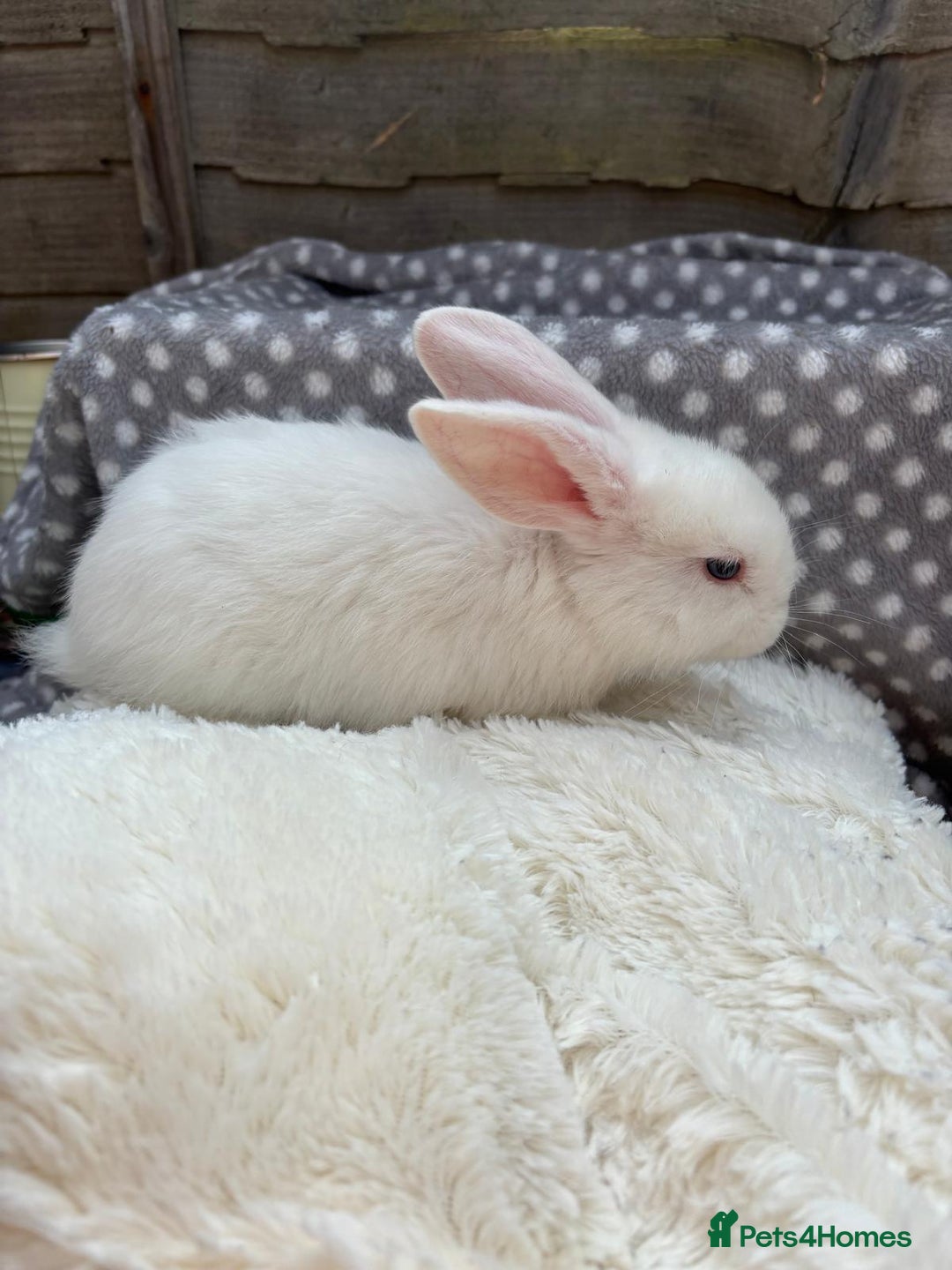 Havana rabbits for sale: 5 little bunnies for sale!! - Image 6