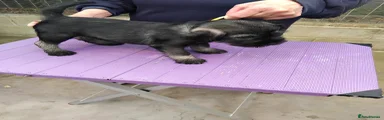 2. Green collar