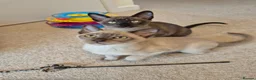 Burmese cats for sale: Pedigree Burmese Kittens - Advert 3