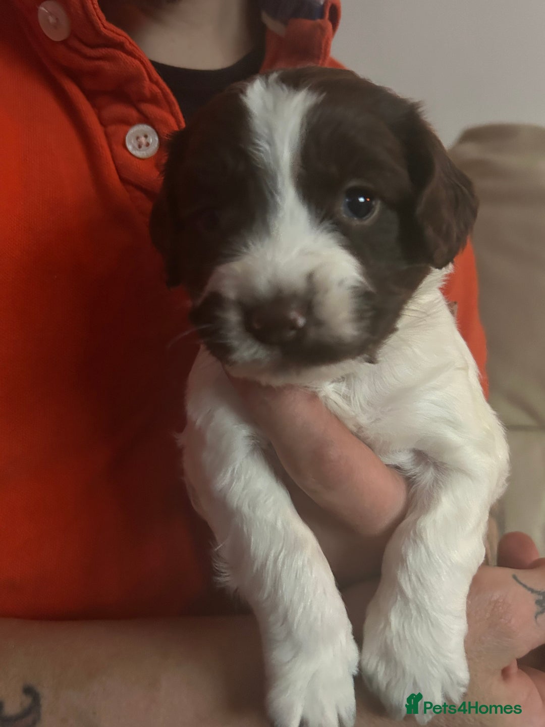 Sprocker dogs for sale: 5 beautiful puppies they were born on the 16/10/25 - Image 7