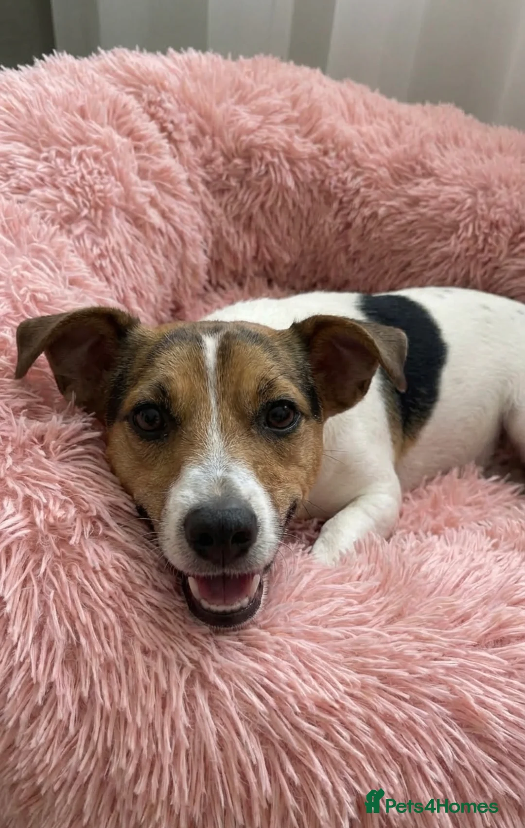 Mixed Breed dogs for sale: Jack-A-Ranian - Advert 5