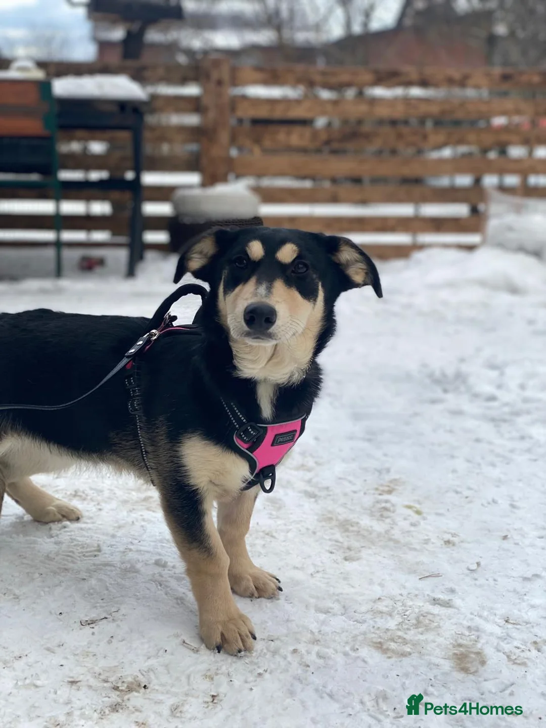 Mixed Breed dogs for adoption: ❤️LADY&DORI❤️ Small Gentle and Social Sisters - Advert 17