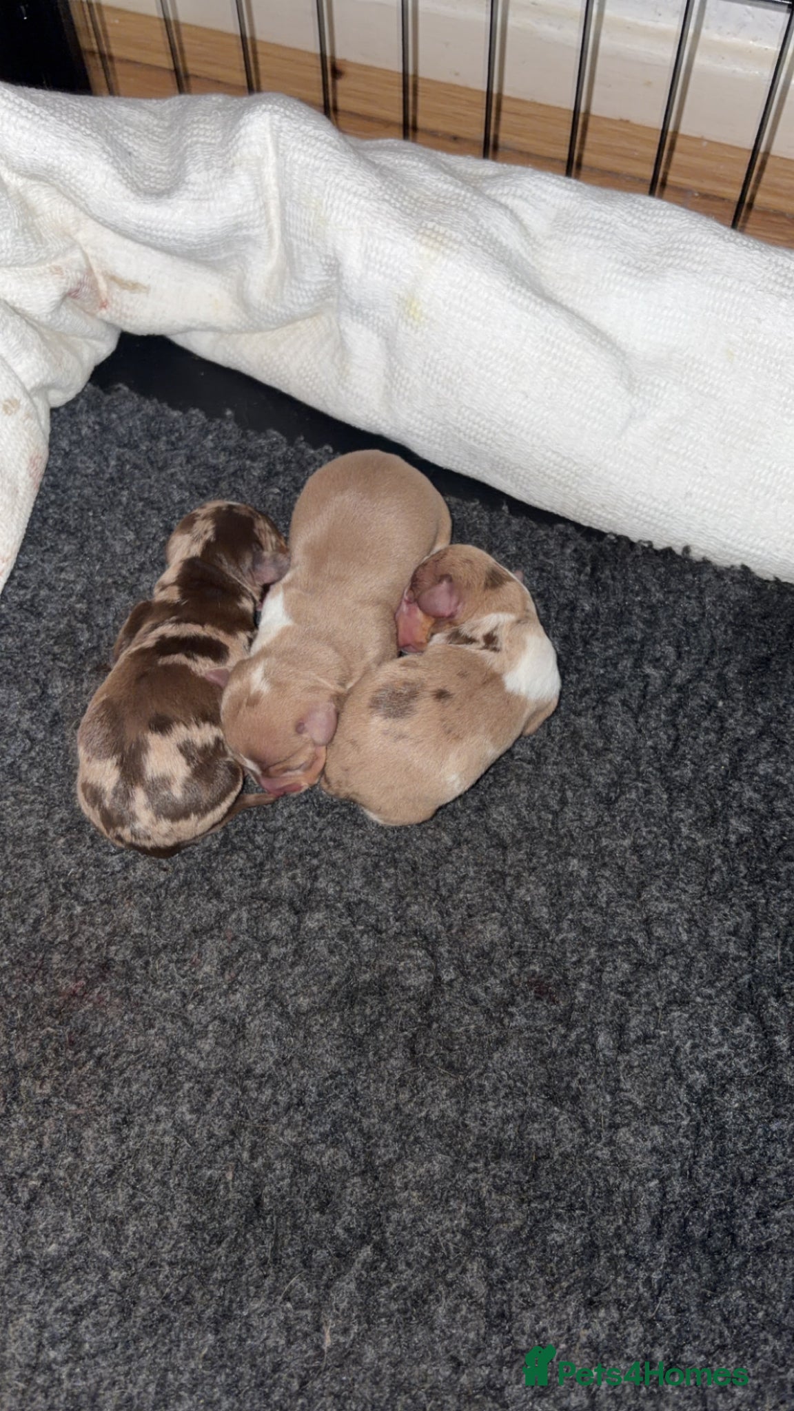 Miniature Dachshund dogs KC registered PRA clear miniature dachshunds - Advert 2