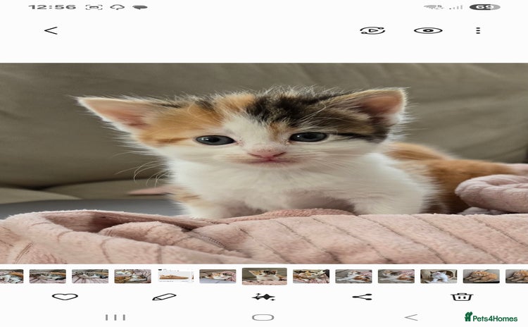 Mixed Breed cats - Advert 3