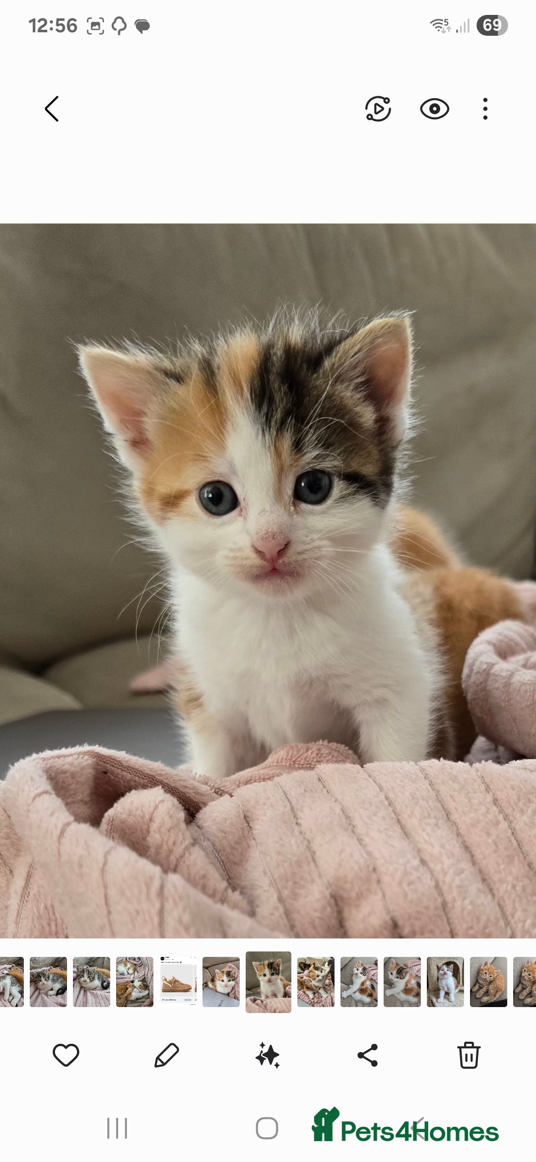Mixed Breed cats for sale: Fluffy kittens - Image 1