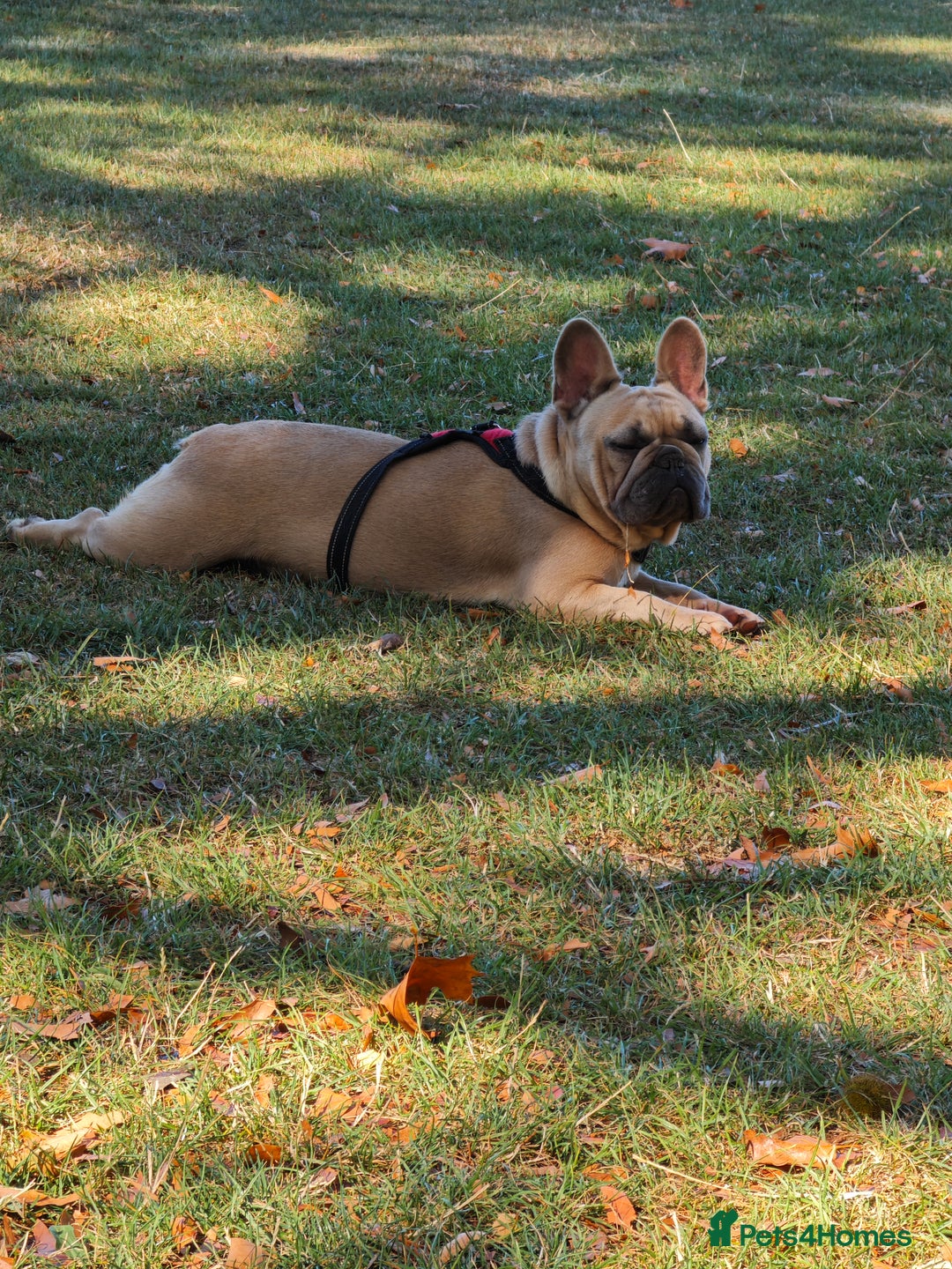 French Bulldog dogs for sale: Unique and Beautiful French bulldogs puppies  - Image 6