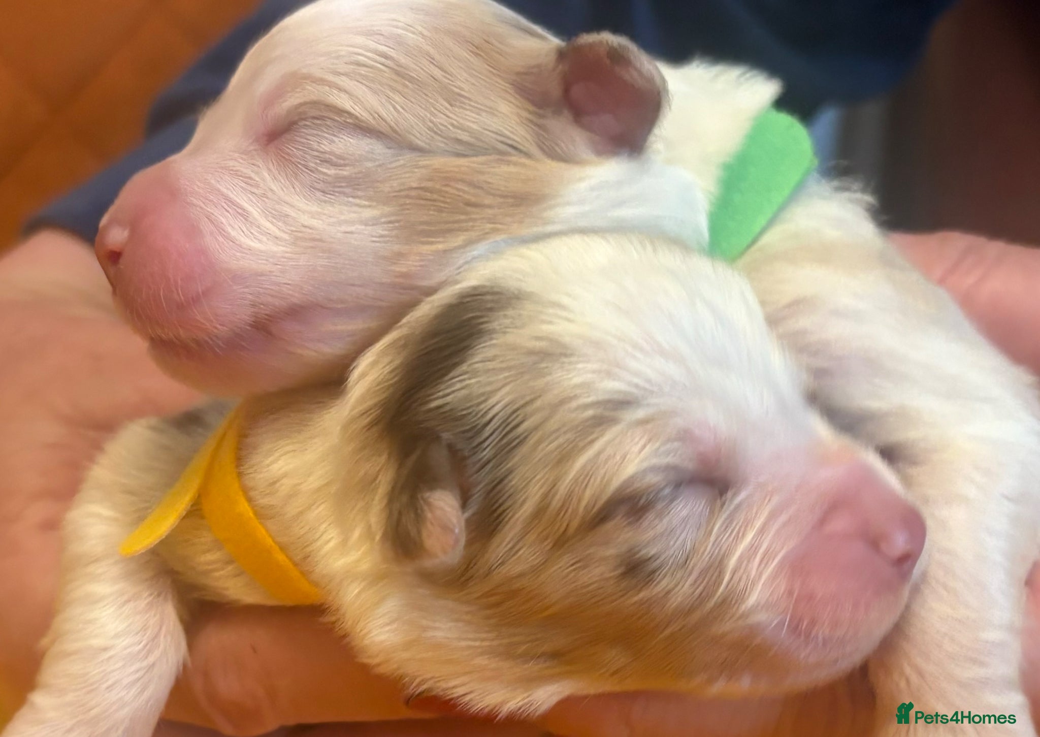 Australian Shepherd dogs Beautiful Pedigree Australian Shepherd puppies - Advert 1