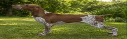 Bracco Italiano dogs for sale: ⭐️⭐️⭐️Top Breeder 2021,22,23,24,25⭐️⭐️⭐️ - Advert 2