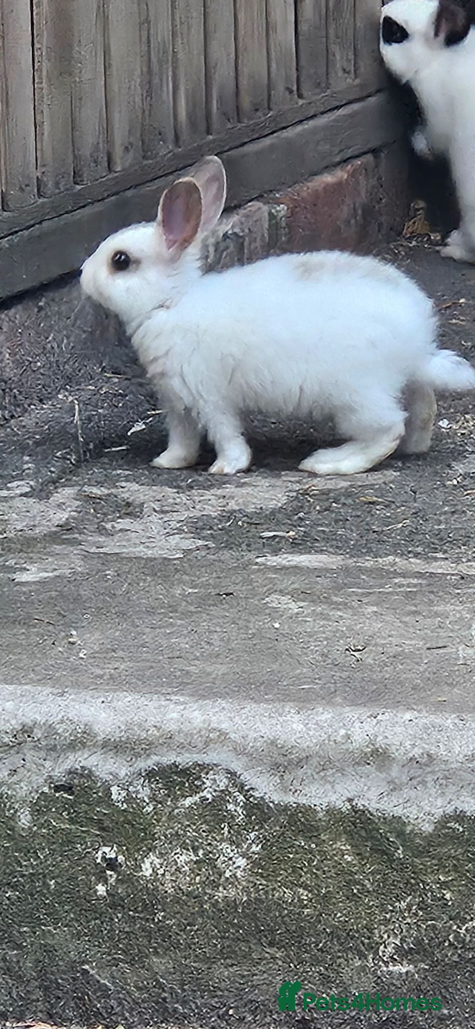 Rex rabbits Friendly male rabbit - Advert 18