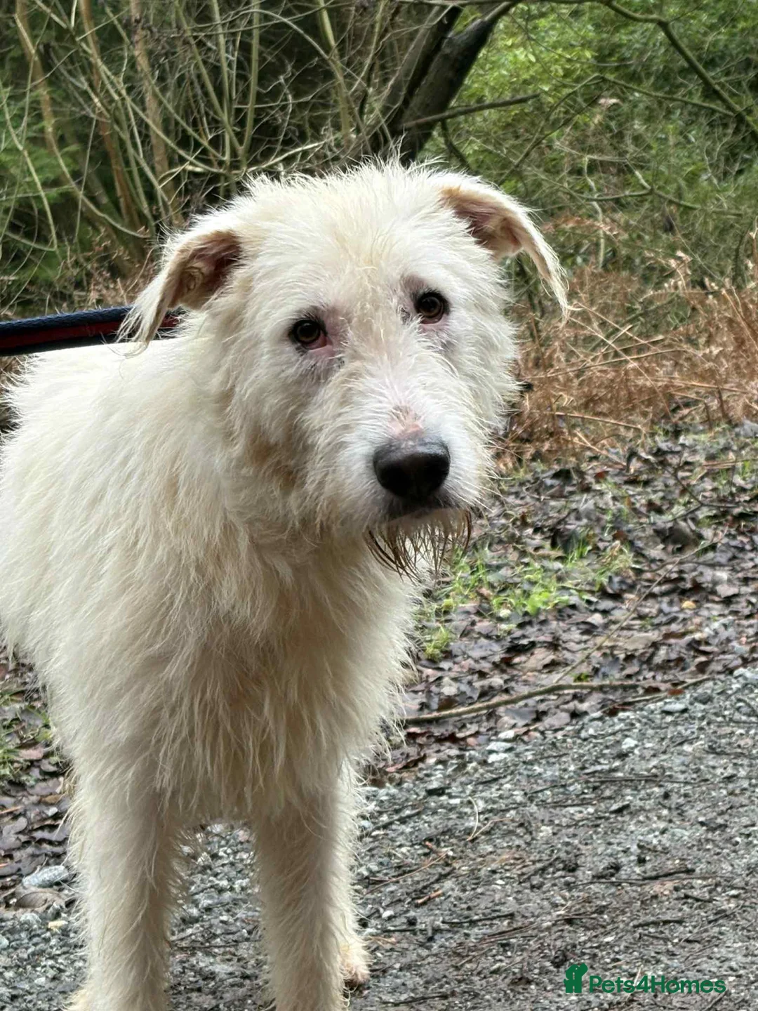 Mixed Breed dogs for adoption: Peter - Norwich Norfolk  in Norwich - Advert 21