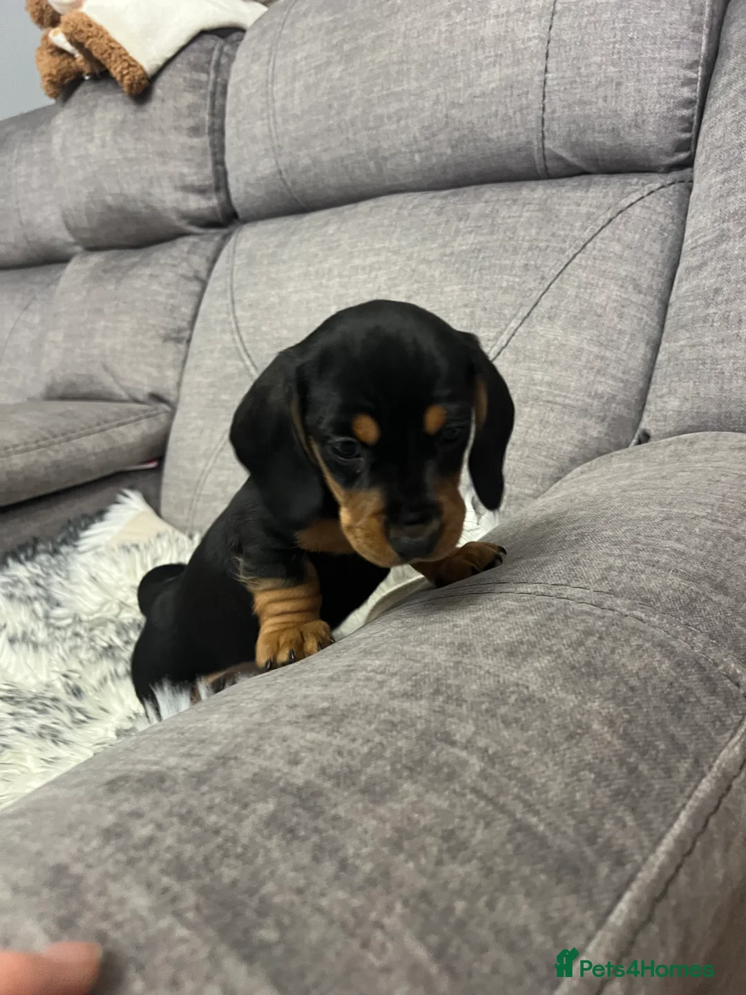 Dachshund dogs for sale: Adorable Dachshund puppies 4 boys 2 girls - Advert 10