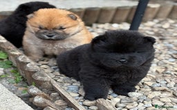 Chow Chow dogs for sale: KC REG CHOW CHOW PUPPIES - Image 3