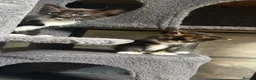 Mixed Breed cats for sale: Bengal cross kittens  - Advert 6