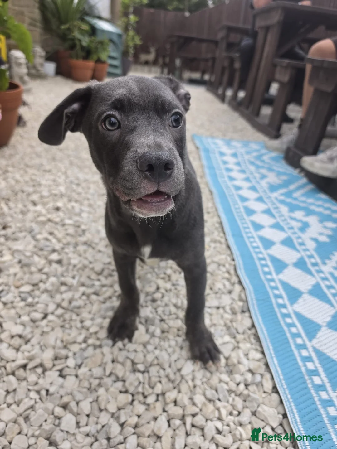 Mixed Breed dogs for sale: 🐶French Bulldog x Border Collie Puppies🐶 - Advert 16