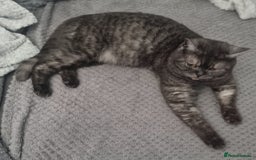 British Shorthair cats for sale: Gorgeous Female Smoke Tabby for Sale!! - Image 3