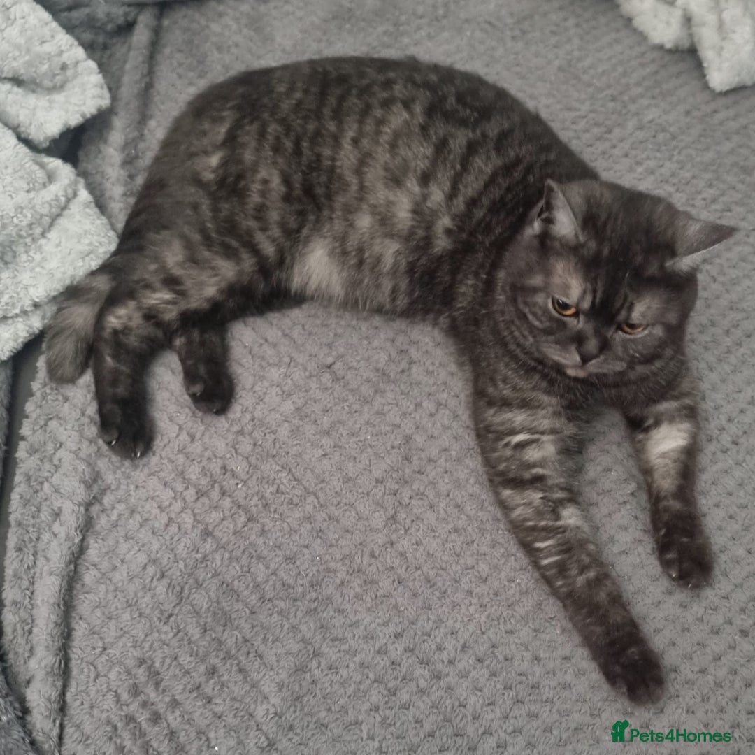 British Shorthair cats for sale: Gorgeous Female Smoke Tabby for Sale!! - Image 3