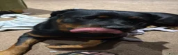 Rottweiler dogs for sale: One year old rottie girl  - Advert 4