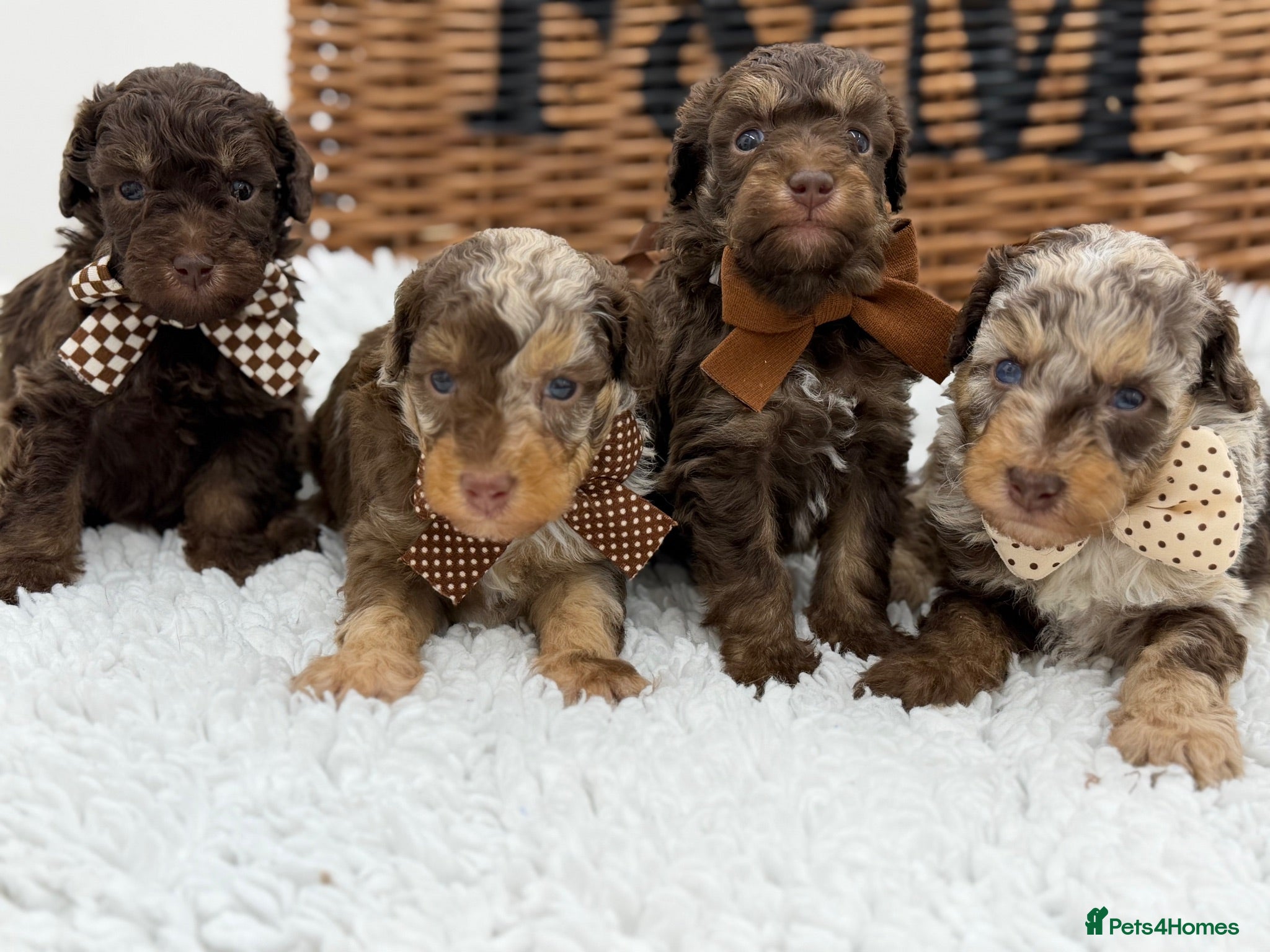Toy Poodle dogs Fully  health tested toy poodles  - Advert 2