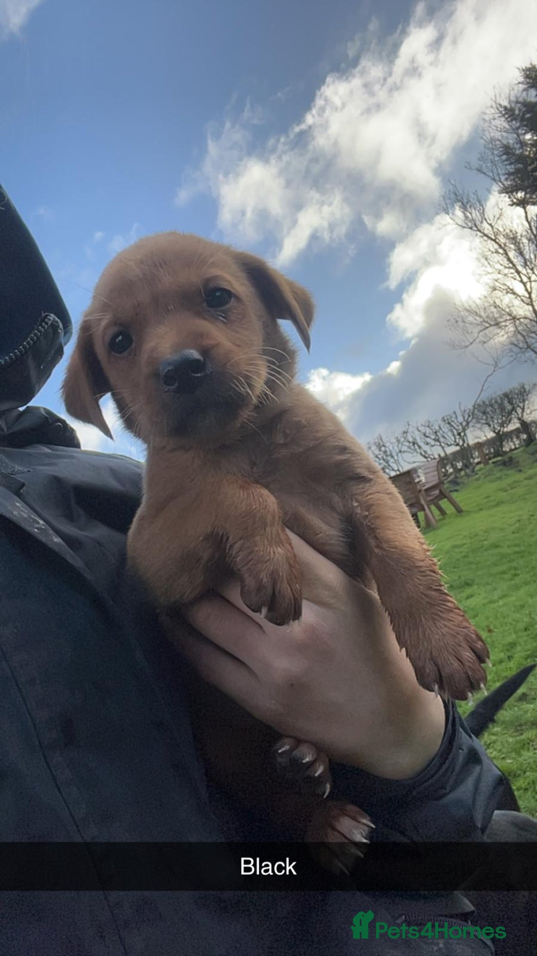 Labrador Retriever dogs for sale: Stunning litter of 9 pups - Advert 9
