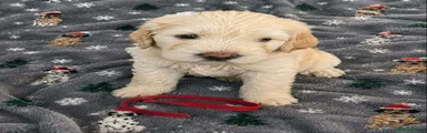 Mixed Breed 2