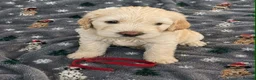 Mixed Breed dogs for sale: Cockapoo x cavapoo puppies for sale  - Advert 6