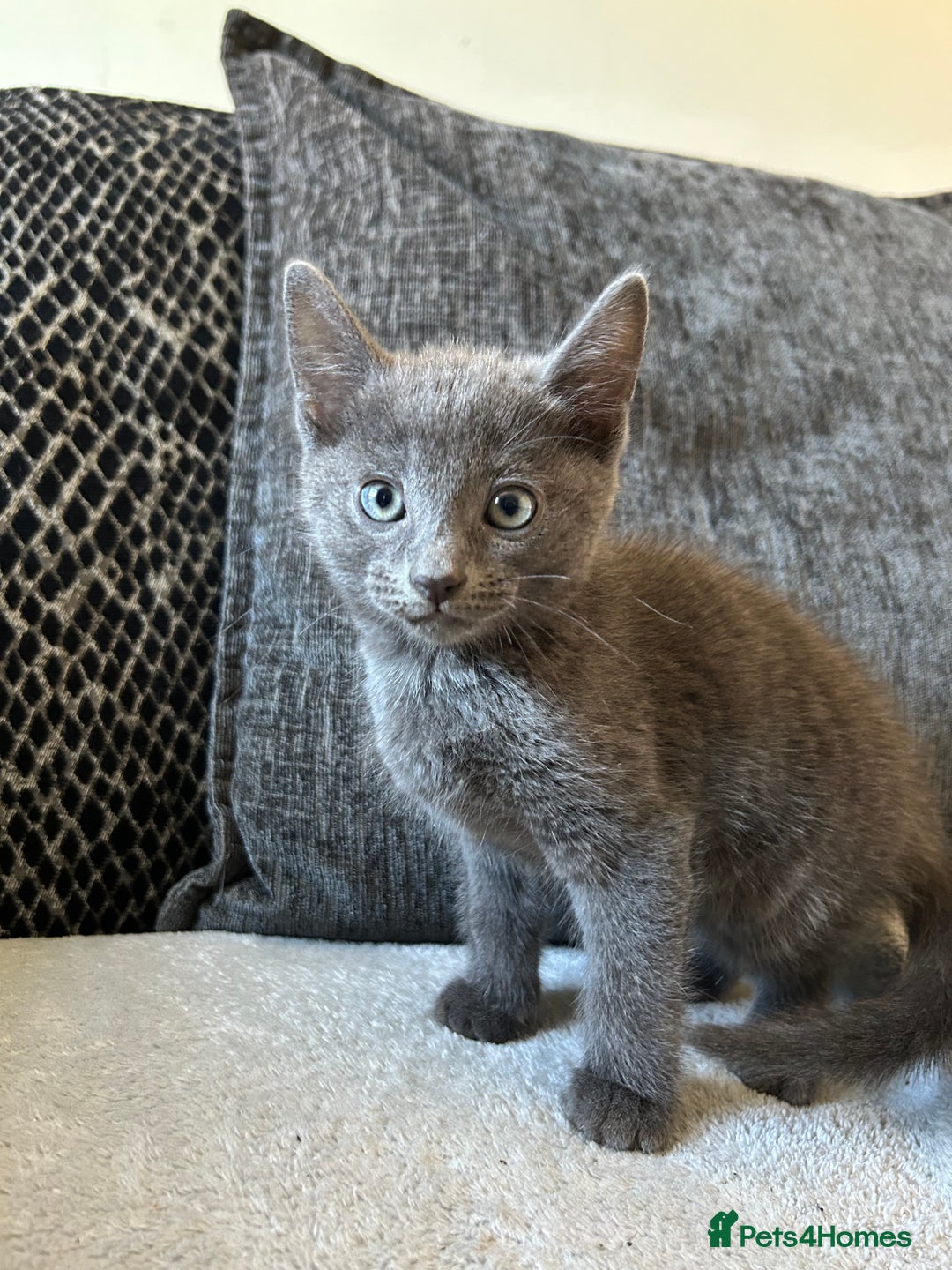 Domestic Shorthair cats for sale: 3x grey kittens ready to leave (2x male, female) - Image 7
